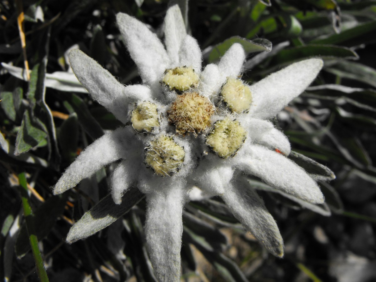 Leontopodium alpinum / Stella alpina